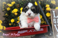 Bagel Female Shihpoo $495