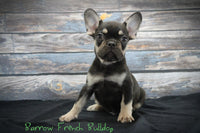 Barrow Male AKC French Bulldog $900