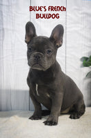 Blues Female AKC French Bulldog $1495