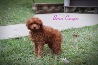 Cavapoo