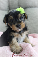 Bruno Male Yorkshire Terrier $895