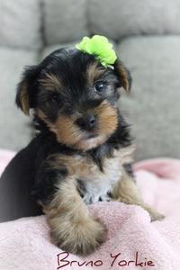 Yorkshire Terrier