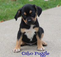 Cabo Male Puggle $299