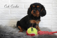 Cash Male AKC Cavalier $950