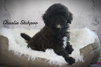 Charlie Male Shihpoo $895