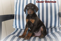 Chester Male AKC Doberman Pinscher $1200