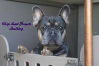 Hayden Male AKC French Bulldog $1800