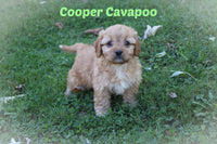 Cooper Male Cavapoo $895