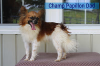 Dingo Male ICA Papillon $1000