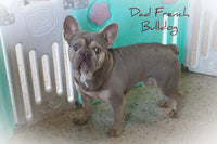 Rosetta Female AKC French Bulldog $1100