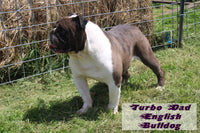 Tootsie Female Beabull $650