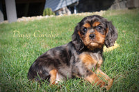 Daisy Female AKC Cavalier $1650