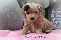 Dakota Female F1B Maltipoo $895