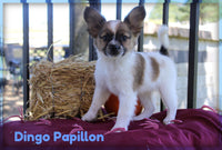 Dingo Male ICA Papillon $1000