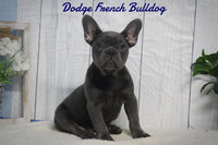 Dodge Male AKC French Bulldog $1495