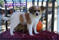 Dusty Male ICA Papillon $1000