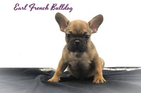 Earl Male AKC French Bulldog $900