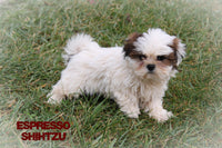 Espresso Female Shihtzu $525