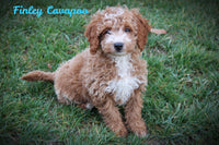 Finley Male F1B Cavapoo $499