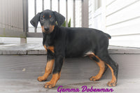 Gemma Female AKC Doberman Pinscher $650