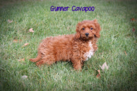 Gunner Male F1B Cavapoo $499