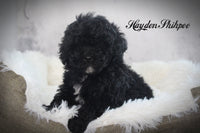 Hayden Male Shihpoo $895