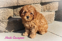 Heidi Female F1B Cavapoo $400