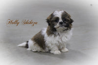 Holly Female Shihtzu $625