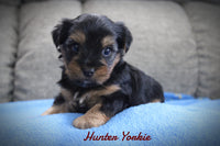 Hunter Male Yorkshire Terrier $895