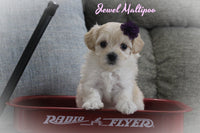 Jewel Female Maltipoo $1200