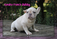 Kendra Female AKC French Bulldog $1150