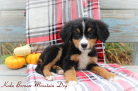 Koda Female AKC Bernese Mountain Dog $650