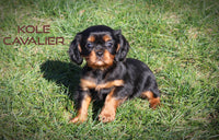 Kole Male AKC Cavalier $1050