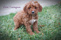 Levi Male F1B Cavapoo $499