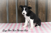 Lisa Female Tori Fox Terrier Mix $550