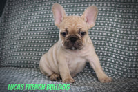 Lucas Male AKC French Bulldog $1800