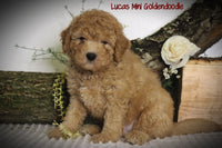 Lucas Male F1B Mini Goldendoodle $795