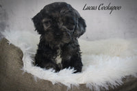 Lucas Male Cockapoo $950