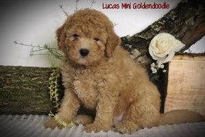 Mini Goldendoodle