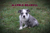 Marble Female Beabull $850