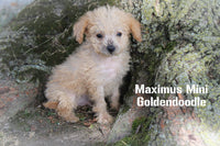 Maximus Male Mini Goldendoodle $495