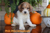 Milo Male Mini Labradoodle $299