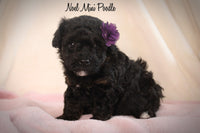 Noel Female ACA Mini Poodle $695