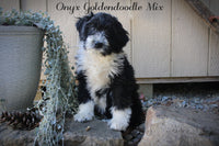 Onyx Male Goldendoodle Mix $650