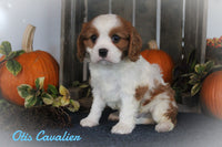 Otis Male AKC Cavalier $650