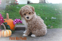 Patrik Male ICA Mini Poodle $800