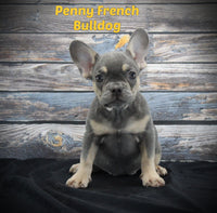 French Bulldog