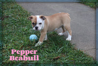 Pepper Female Beabull $795