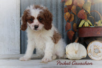 Pocket Female Cavachon $675