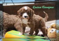 Cavapoo